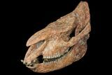 18.2" Running Rhino (Subhyracodon) Skull - South Dakota - #131361-2